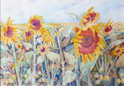 KansasSunflowers